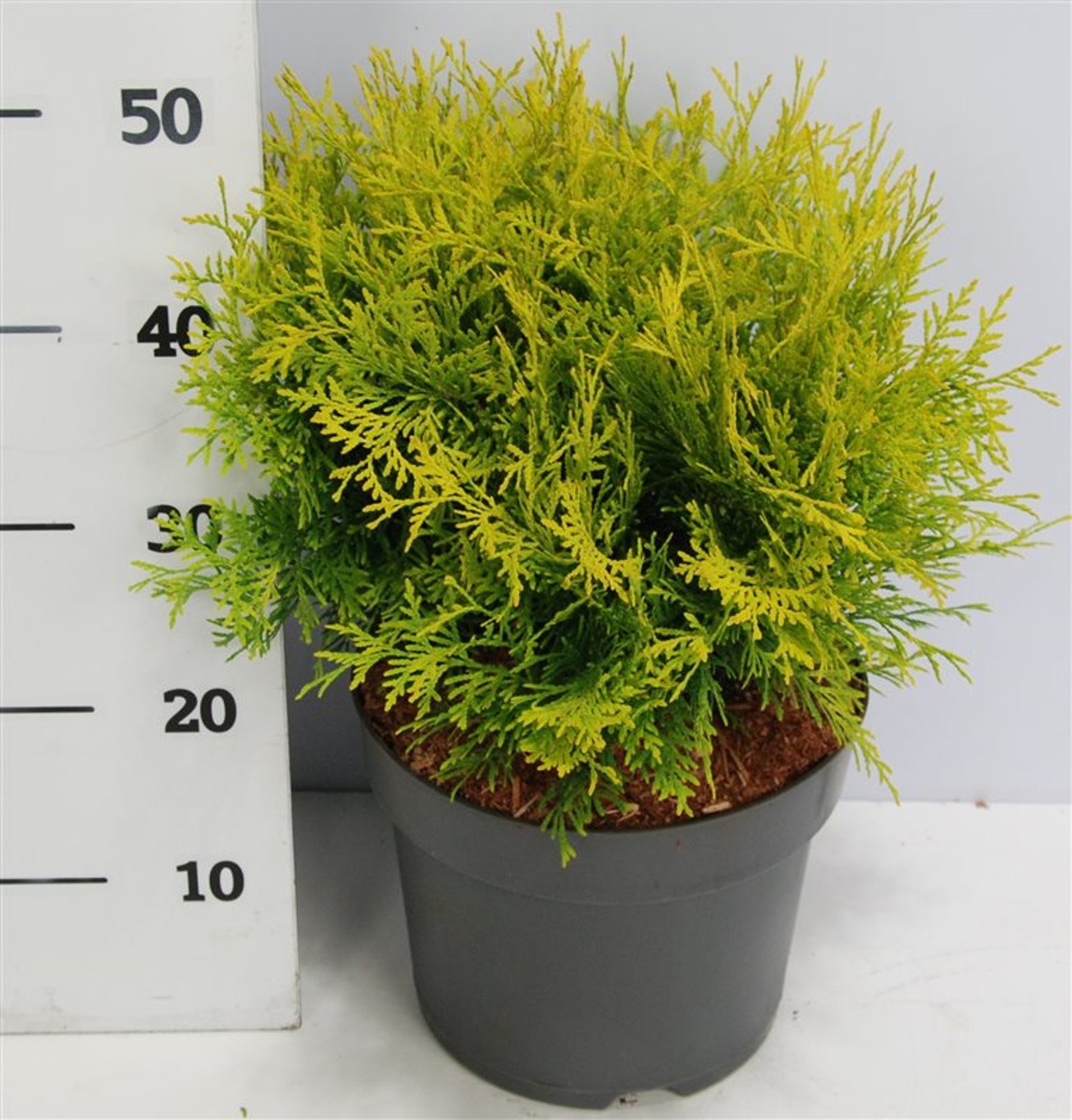 Thuja occ. 'Golden Globe' - C7.5 30-40 CM